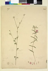 Side 207. Actinotus minor; 208. Boronia paradoxa, ca. 1803-06 (wc, penn, blekk og blyant)